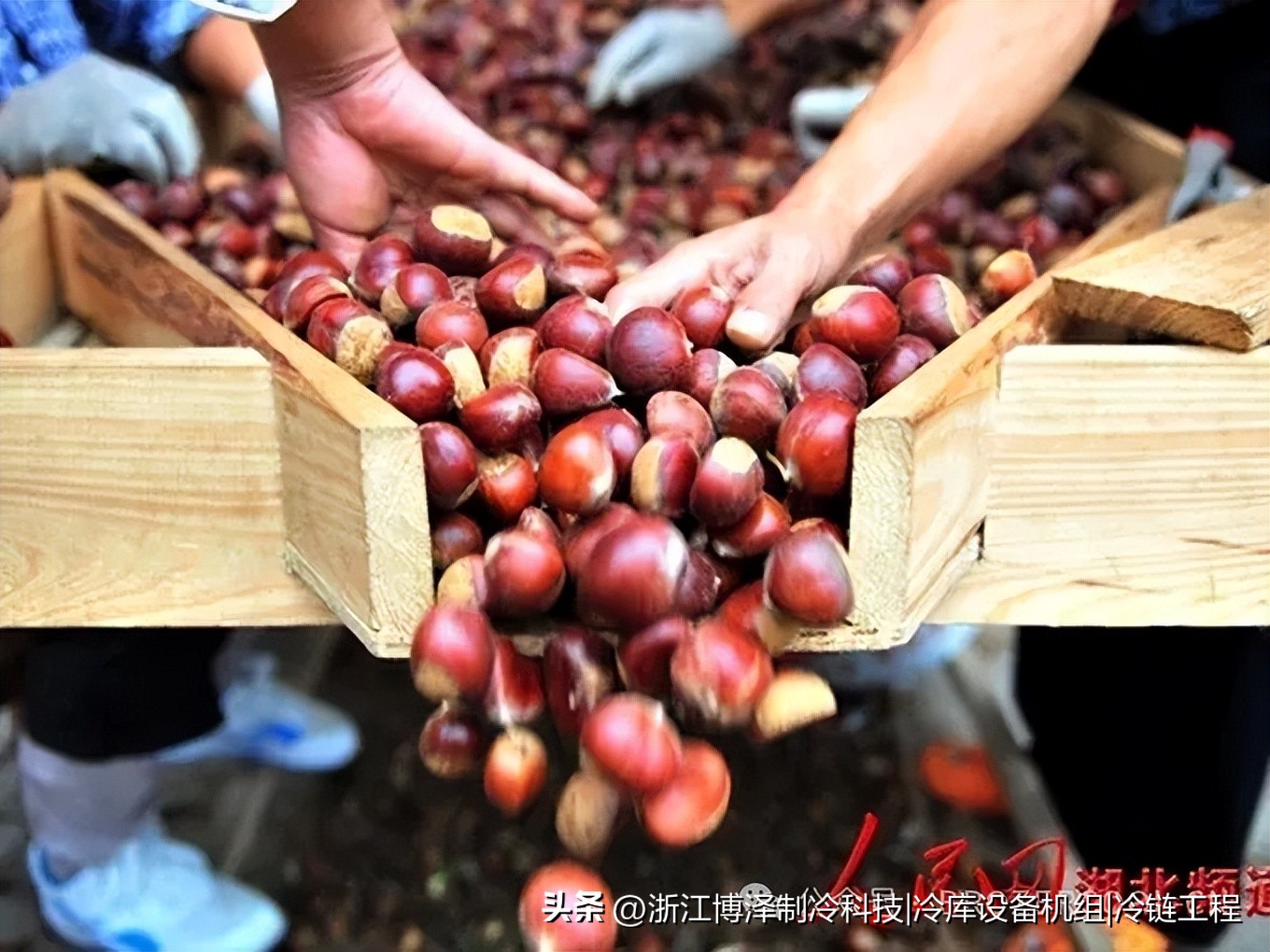 板栗冷库放多久？不同储存目标下的时间与温度控制全解析