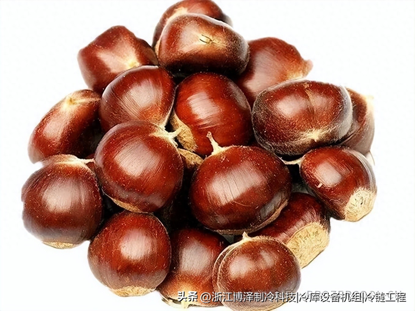 板栗冷库放多久？不同储存目标下的时间与温度控制全解析(pic1)