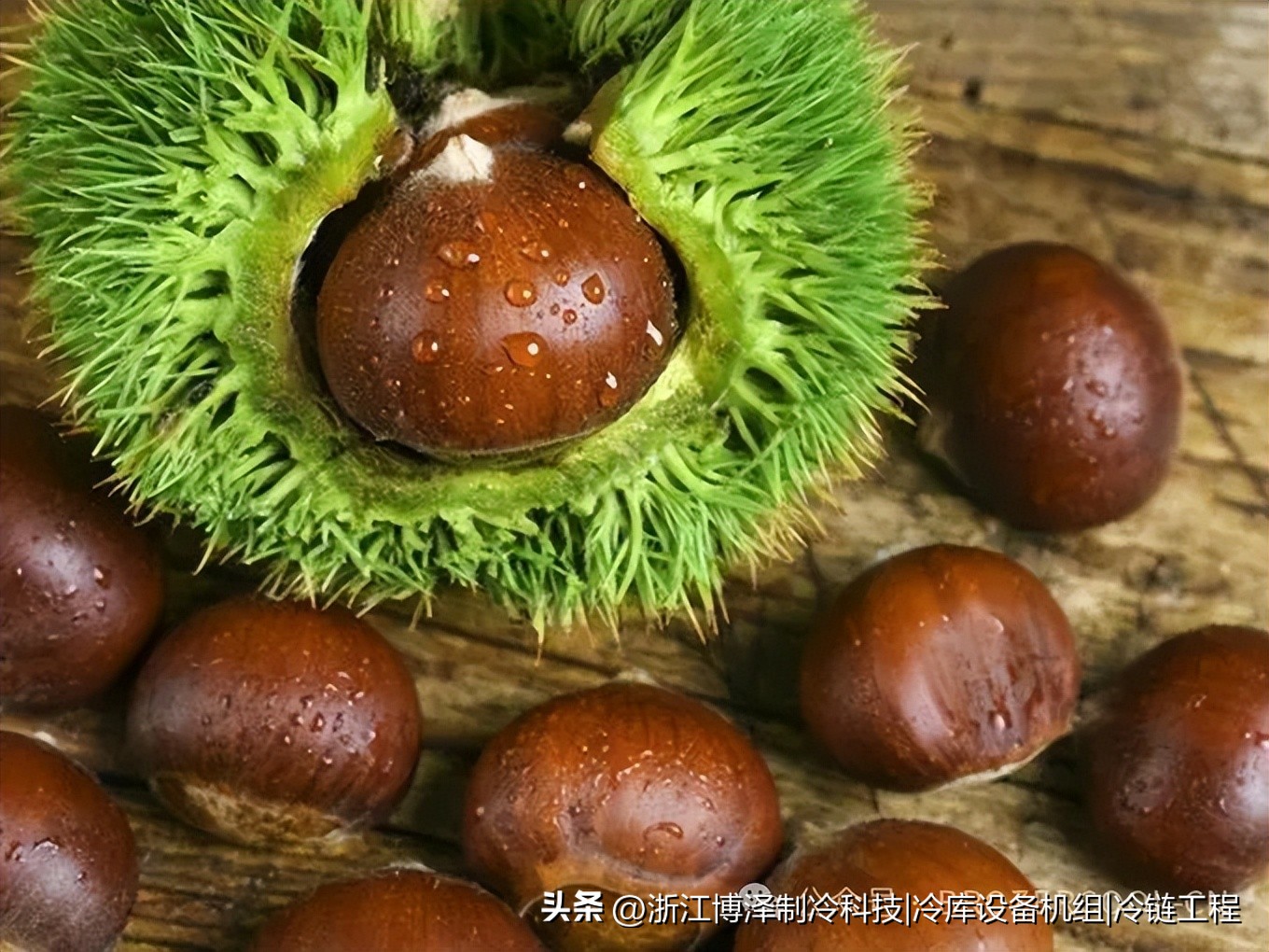 板栗冷库放多久？不同储存目标下的时间与温度控制全解析(pic3)