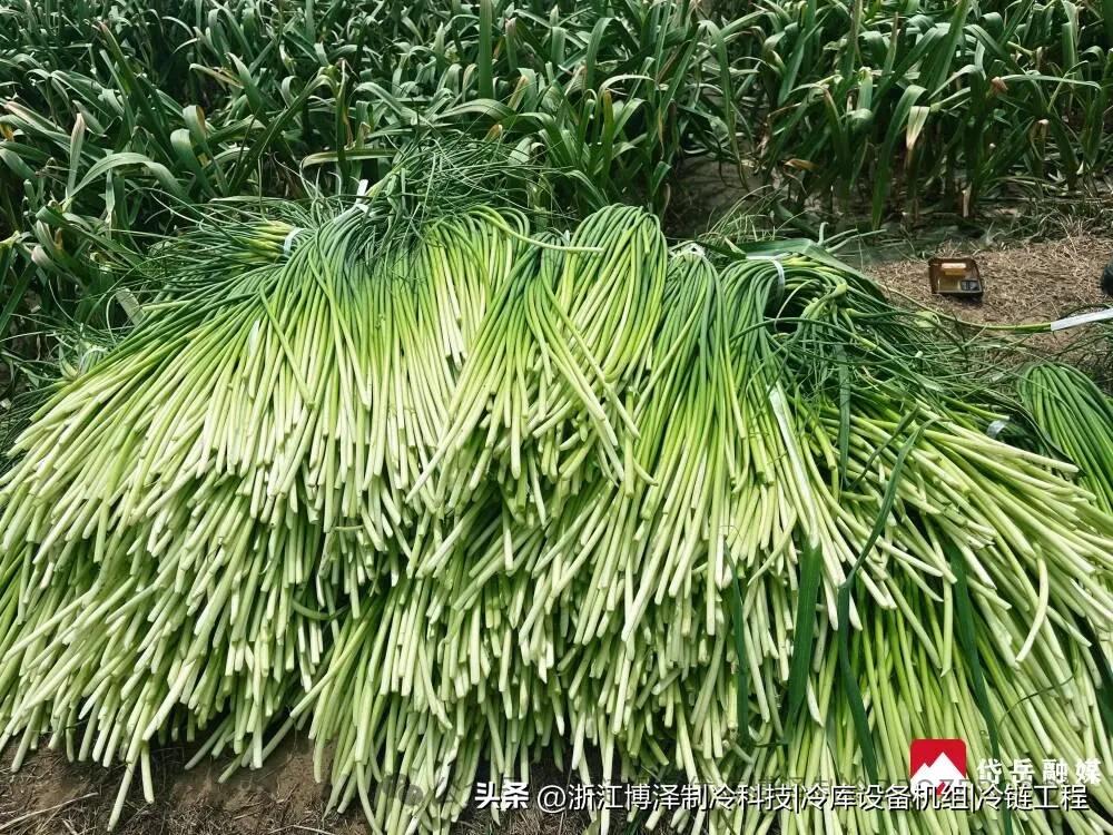 让蒜薹鲜嫩如初！冷库保鲜技术全解析，轻松实现超长储藏(pic7)