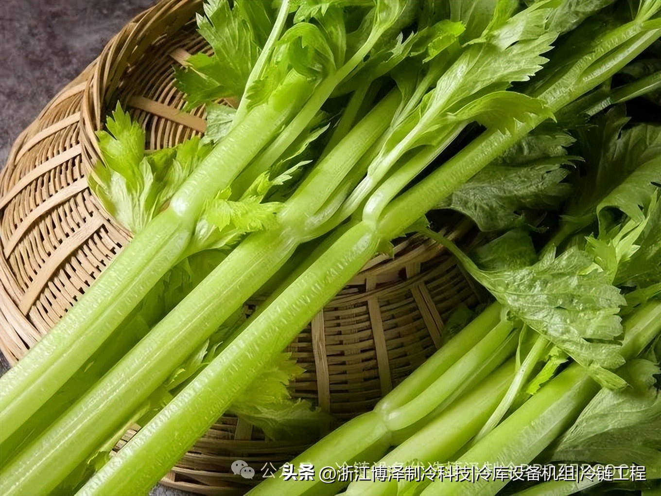 芹菜冷库保鲜储存技术全攻略:让新鲜多停留几个月(pic3) 芹菜冷库保鲜储存技术全攻略:让新鲜多停留几个月(pic3)