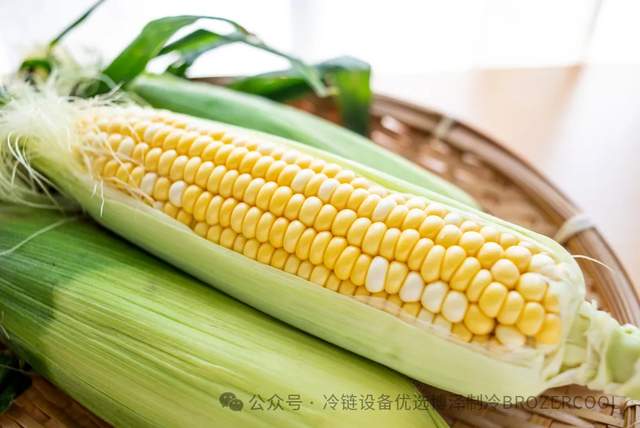 冷库怎样存鲜玉米？掌握这些方法让玉米一年四季都鲜甜
