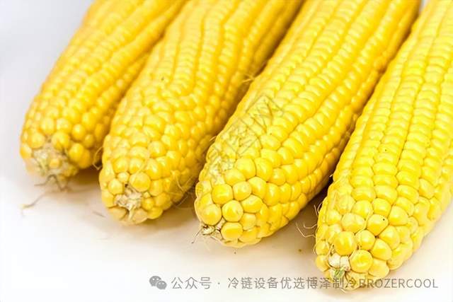 冷库怎样存鲜玉米?掌握这些方法让玉米一年四季都鲜甜(pic4) 冷库怎样存鲜玉米?掌握这些方法让玉米一年四季都鲜甜(pic4)
