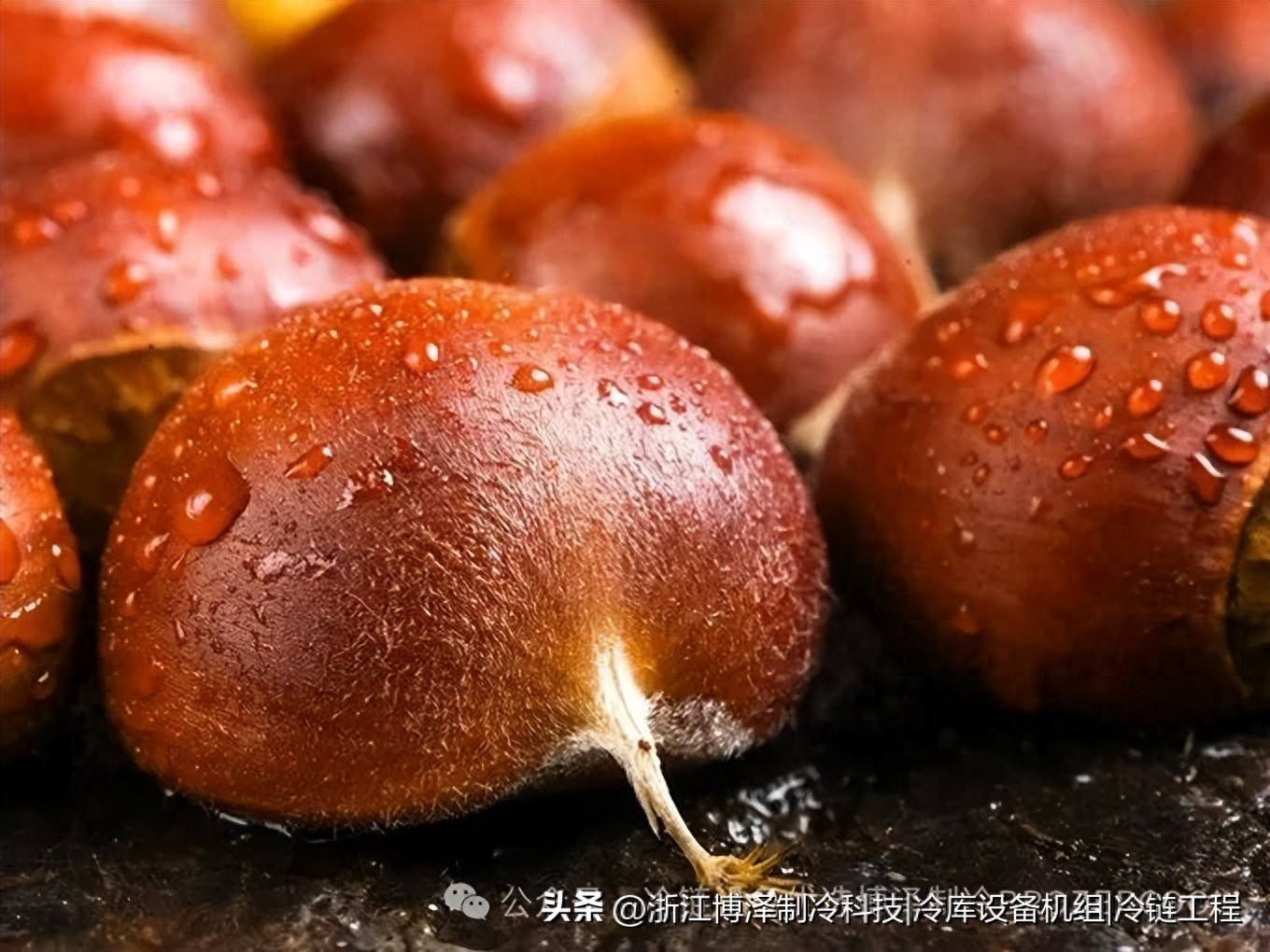 板栗放冷库能存多久？老农户不会告诉你的保鲜秘诀